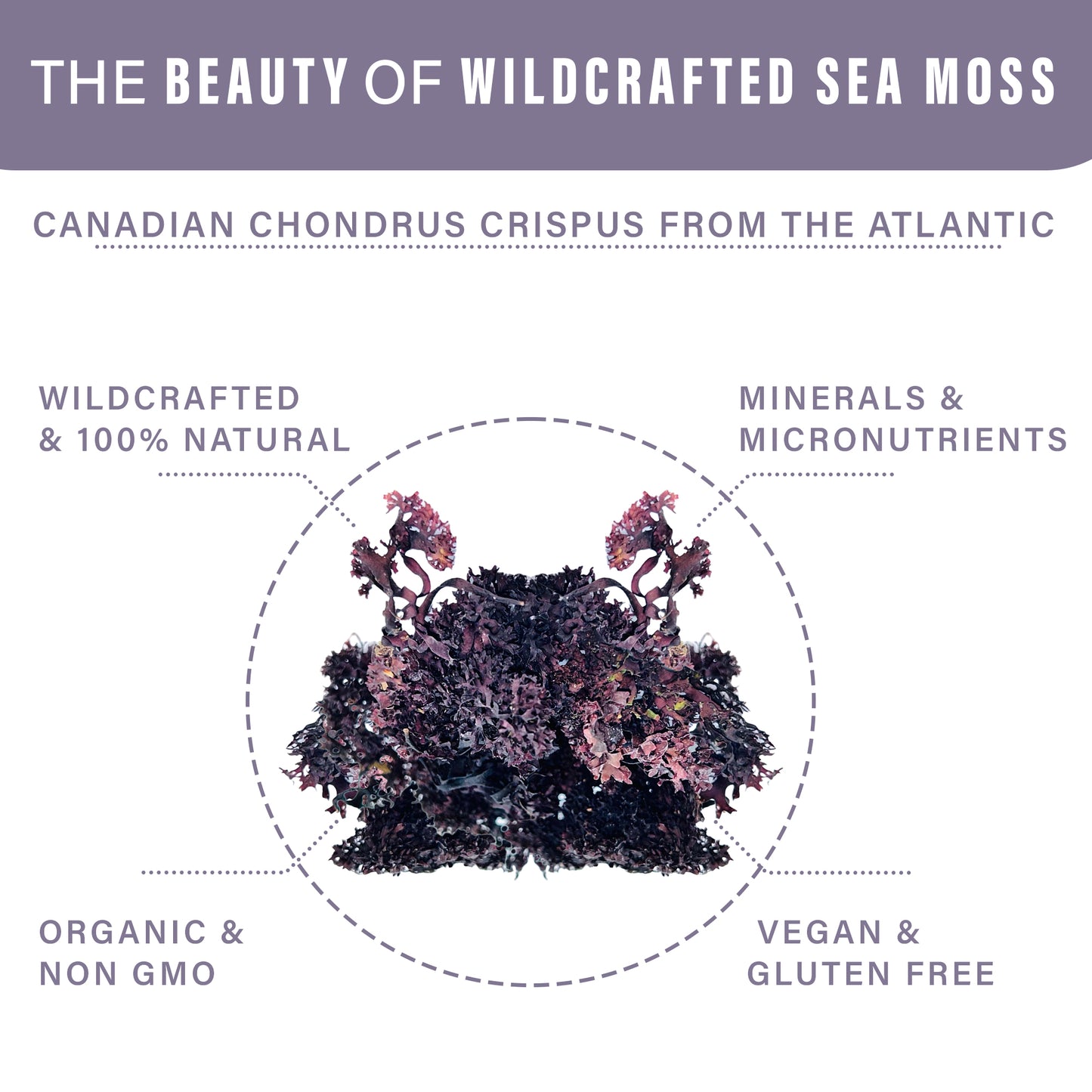 Purple Irish Sea Moss